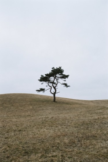 A single pine tree on a hill, rendered by Nano Banana Pro